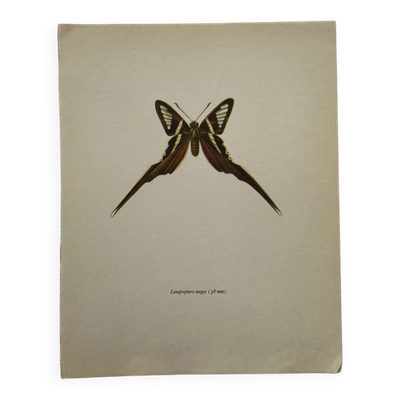Gravure papillon planche botanique ancienne déco vintage