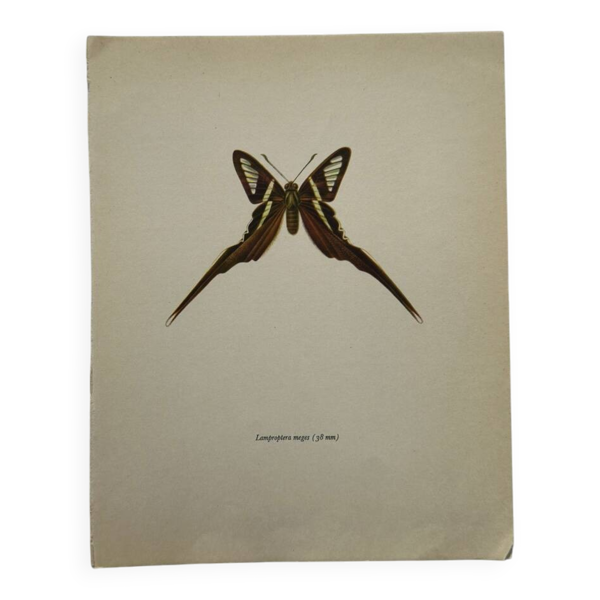 Gravure papillon planche botanique ancienne déco vintage — Beyit