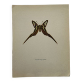 Vintage decorative old botanical print of a butterfly.