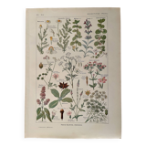 Planche illustrée sur les plantes digestives - 1950