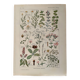 Illustrated plate on digestive plants - 1950