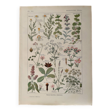 Planche illustrée sur les plantes digestives - 1950