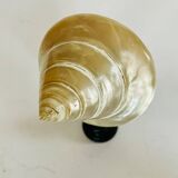 Shellfish
