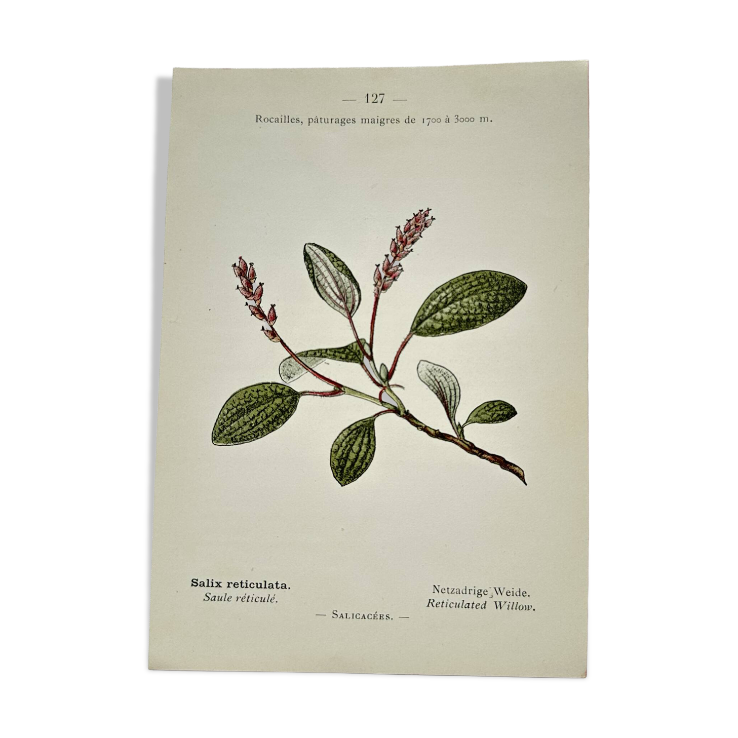 Old botanical engraving from the 19th century – Coloured botanical plates