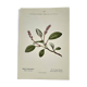 Old botanical engraving from the 19th century – Coloured botanical plates