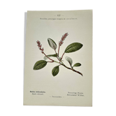 Old botanical engraving from the 19th century – Coloured botanical plates
