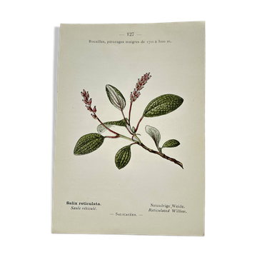 Old botanical engraving from the 19th century – Coloured botanical plates