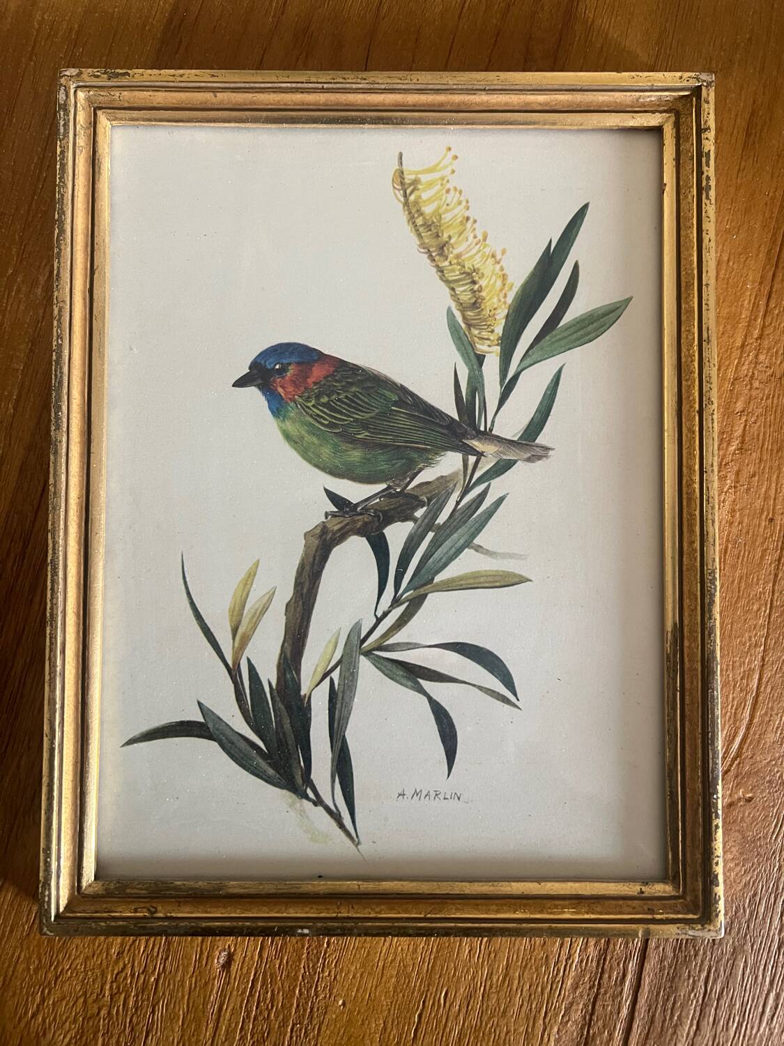 Set of four ornithological engravings signed À. Marlin, 1950.