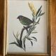 Set of four ornithological engravings signed À. Marlin, 1950.
