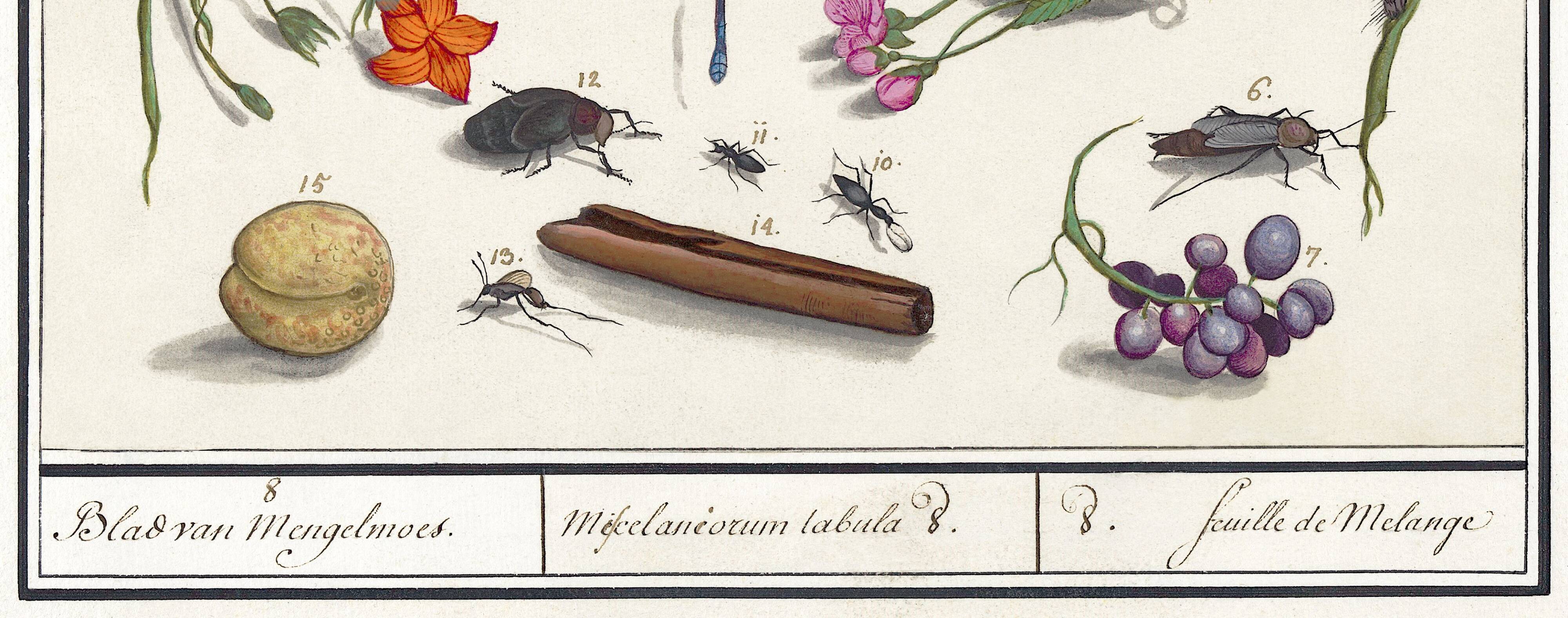 Small poster on “Insects and plants”, based on an old engraving