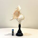 Old Murex conch shell on turned wooden base Napoleon III vintage curiosity cabinet R