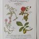 Botanical engraving -Astringent gargle formula- Illustration of medicinal plants and herbs