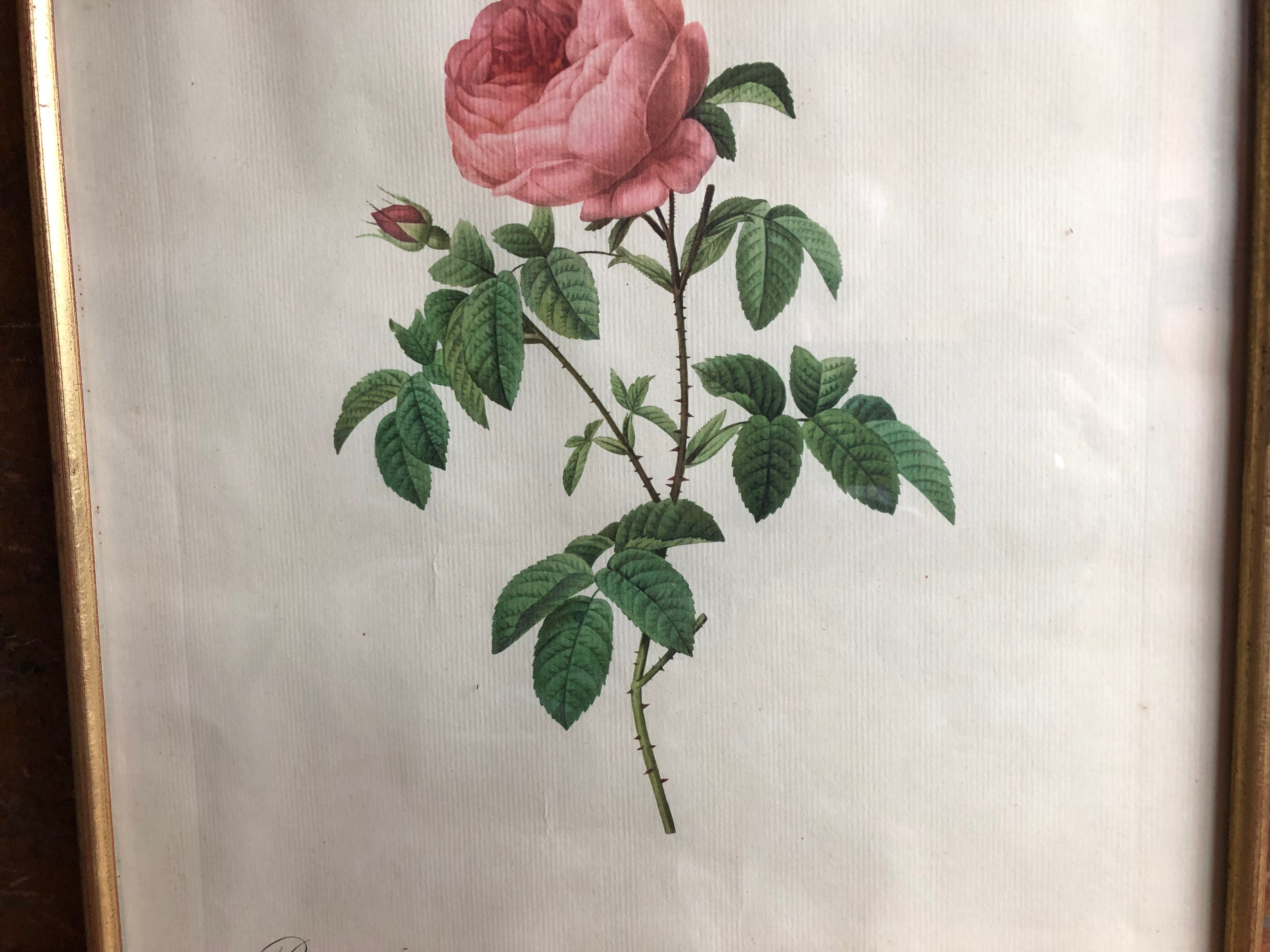 Ancienne lithographie planche botanique rose cent feuilles bordeaux vintage