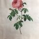 Ancienne lithographie planche botanique rose cent feuilles bordeaux vintage
