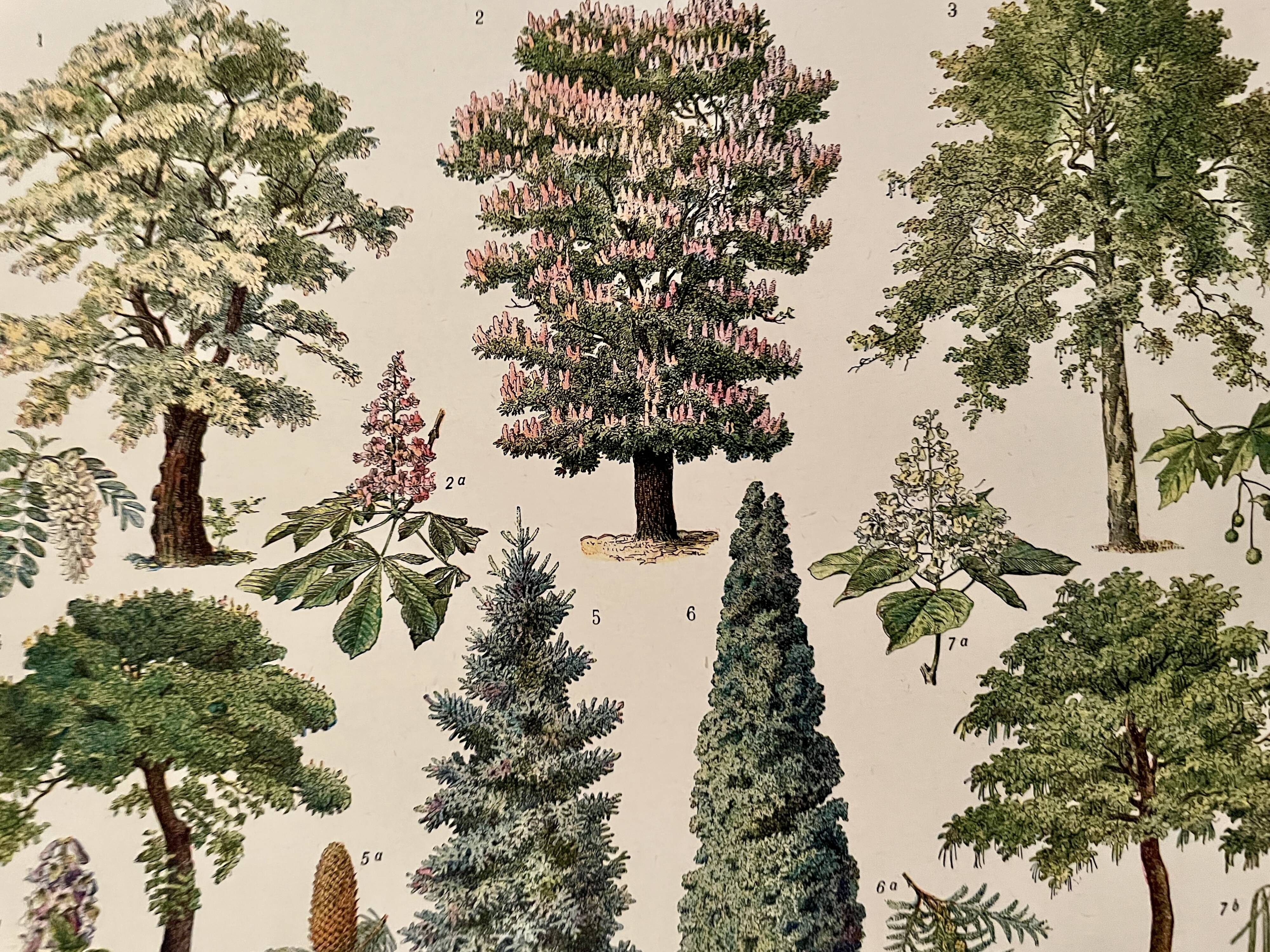 Lithograph on gardens (robinia) - 1930