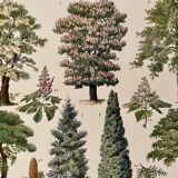 Lithograph on gardens (robinia) - 1930