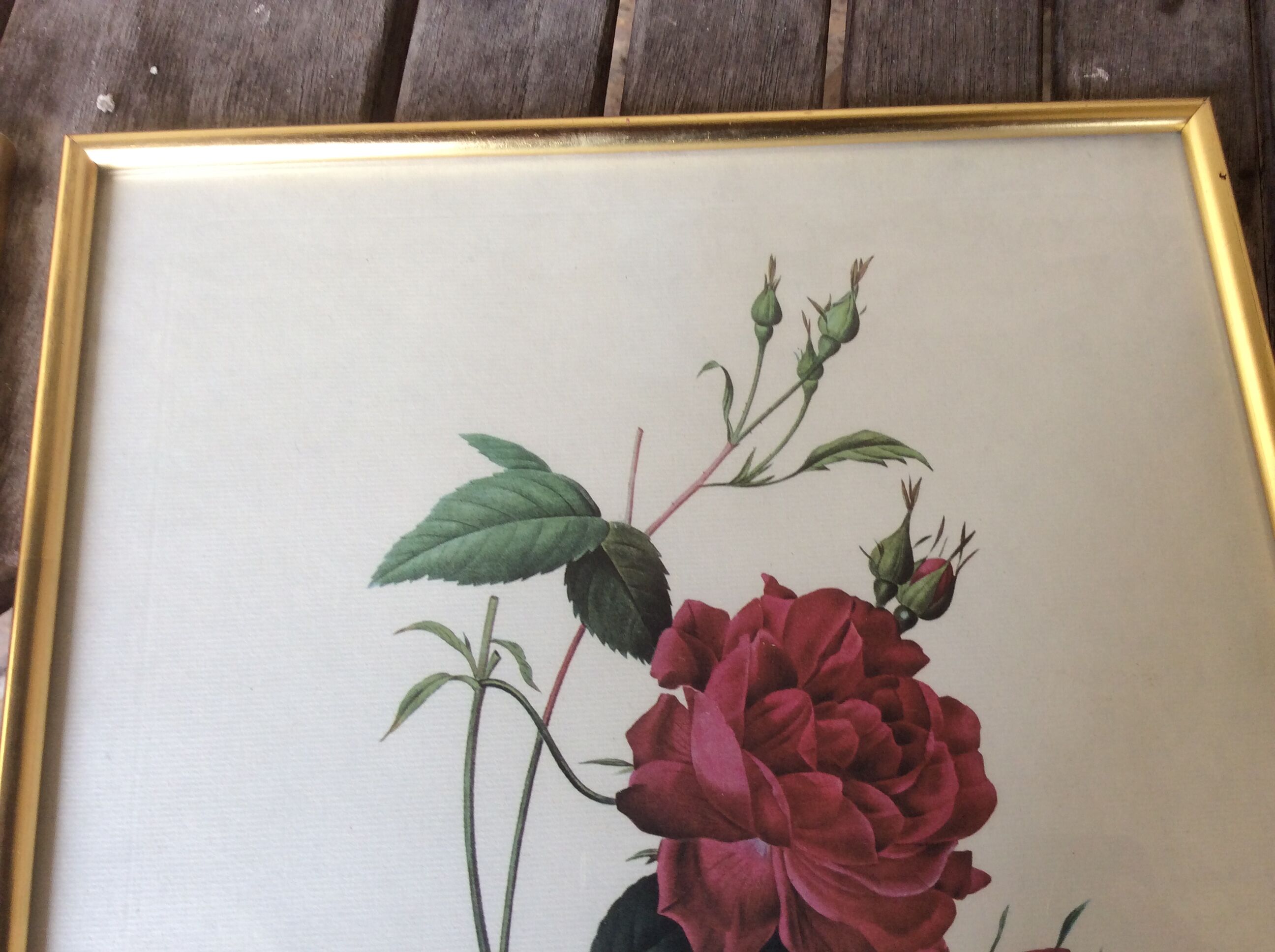 Illustration Feared pink Bengal