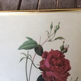 Illustration Feared pink Bengal