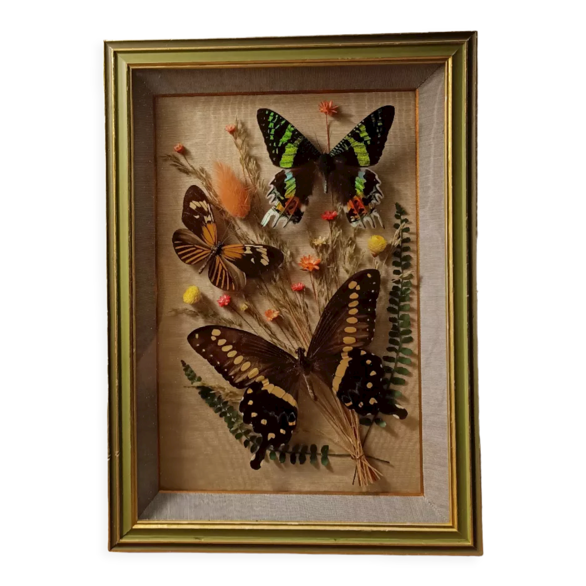 Cadre vitrine papillons