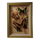 Cadre vitrine papillons