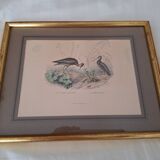 Paire de gravures anciennes encadrées représentant des oiseaux