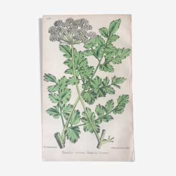 Planche botanique R.Hogg 1778