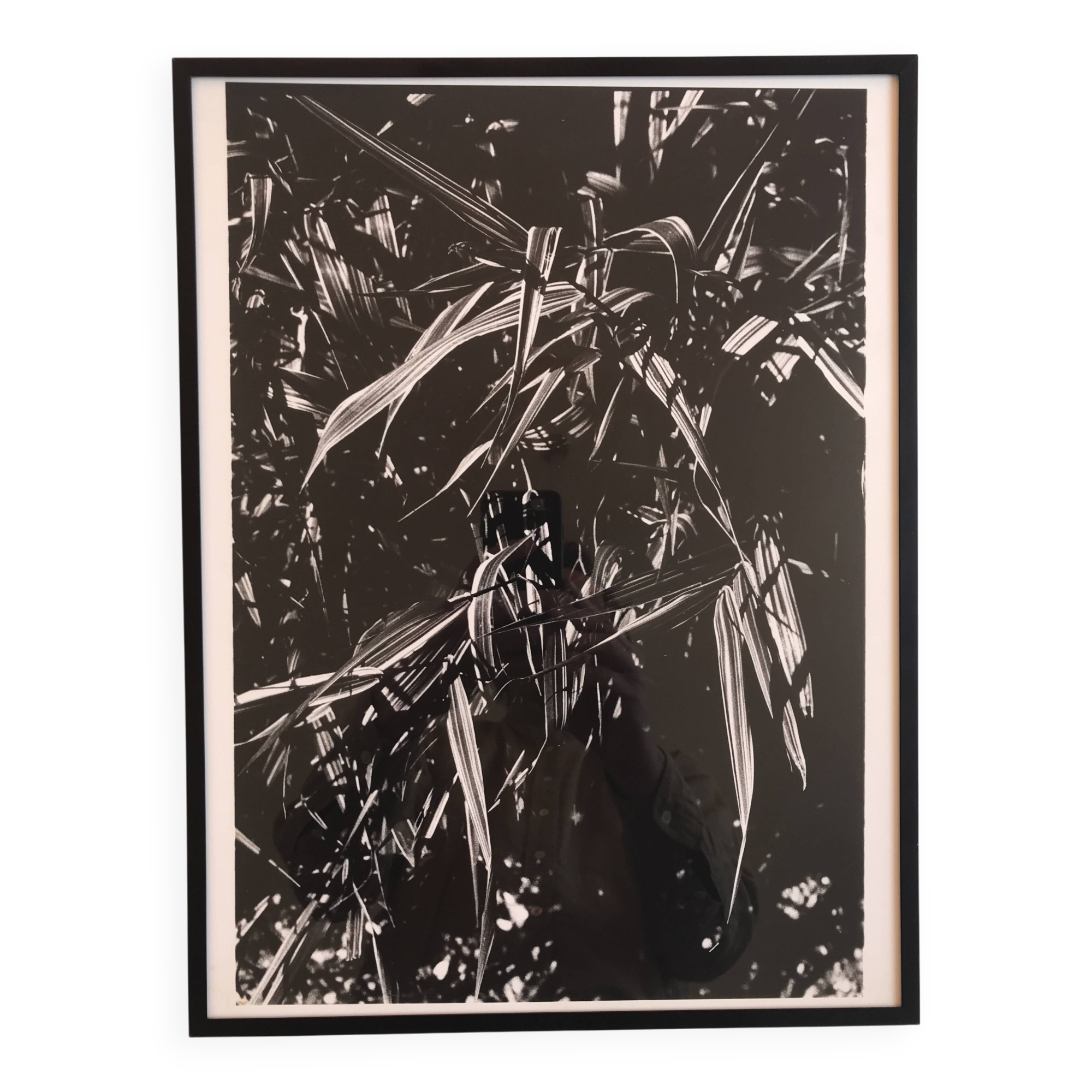 Rosine NUSIMOVICI, Untitled (Poacea I), 1980. Black and white silver print