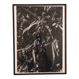 Rosine NUSIMOVICI, Untitled (Poacea I), 1980. Black and white silver print