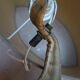 Vintage ram's horn living room lamp