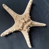 Starfish