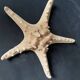 Starfish