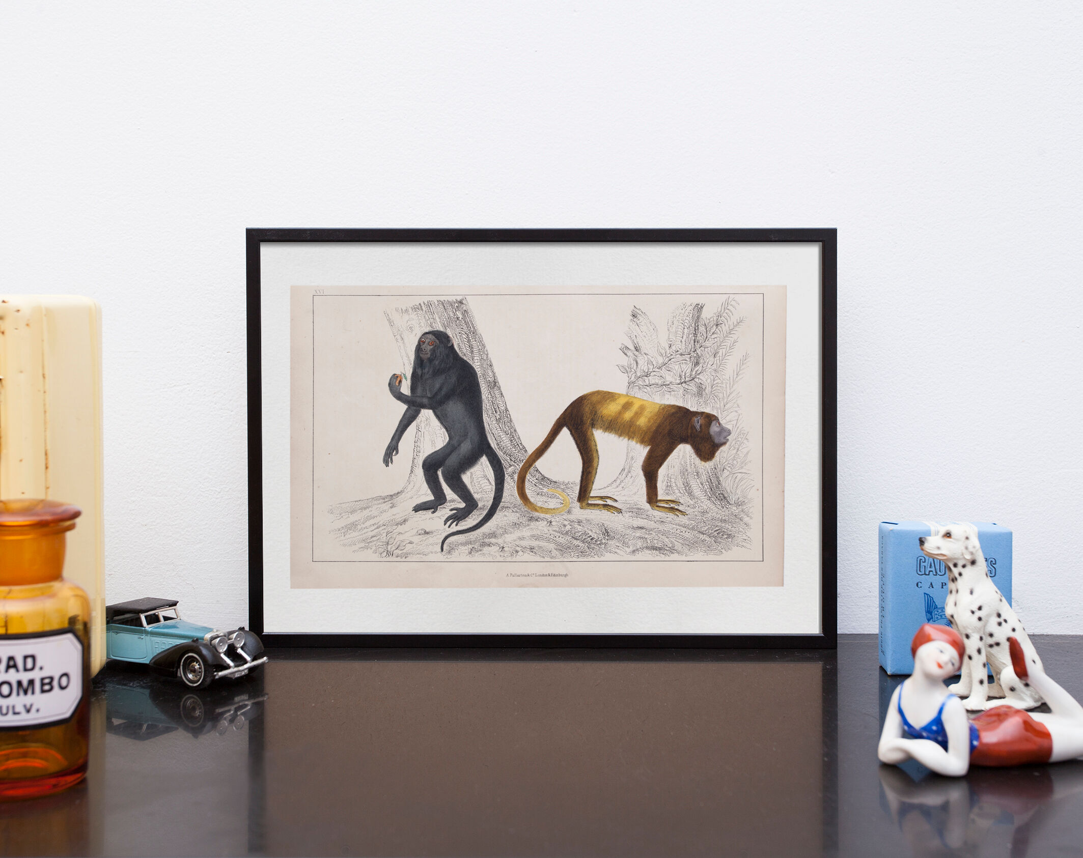 Lithography engraving vintage monkeys - 1850
