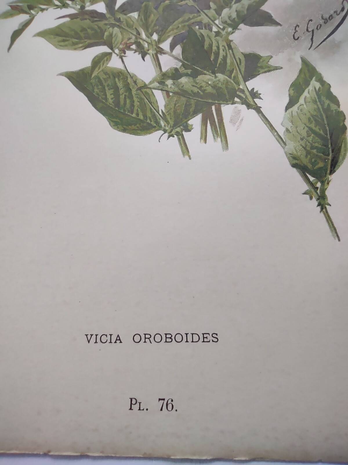 Botanical lithograph from 1897 - Vicia Oroboides - Print by E. Godard