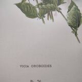 Botanical lithograph from 1897 - Vicia Oroboides - Print by E. Godard