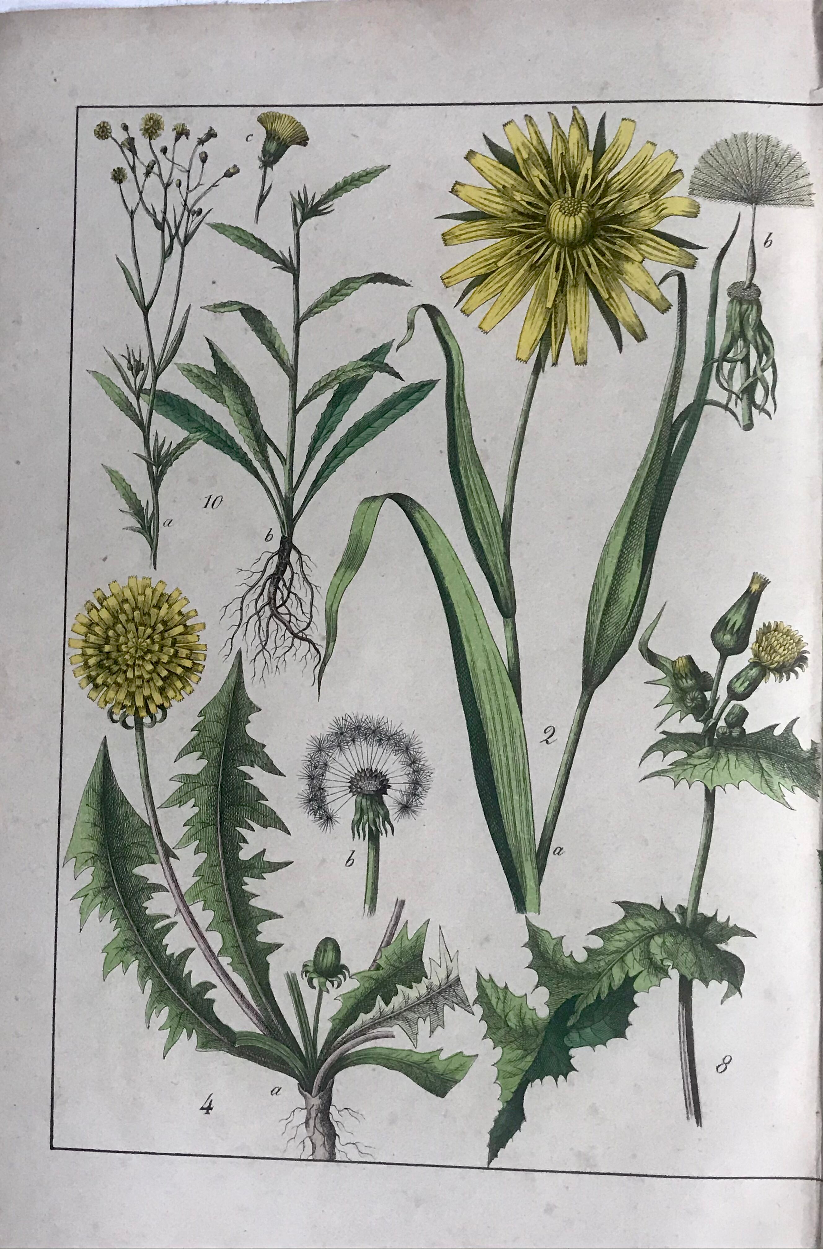 19th 32x42 botanical plank