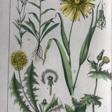 19th 32x42 botanical plank