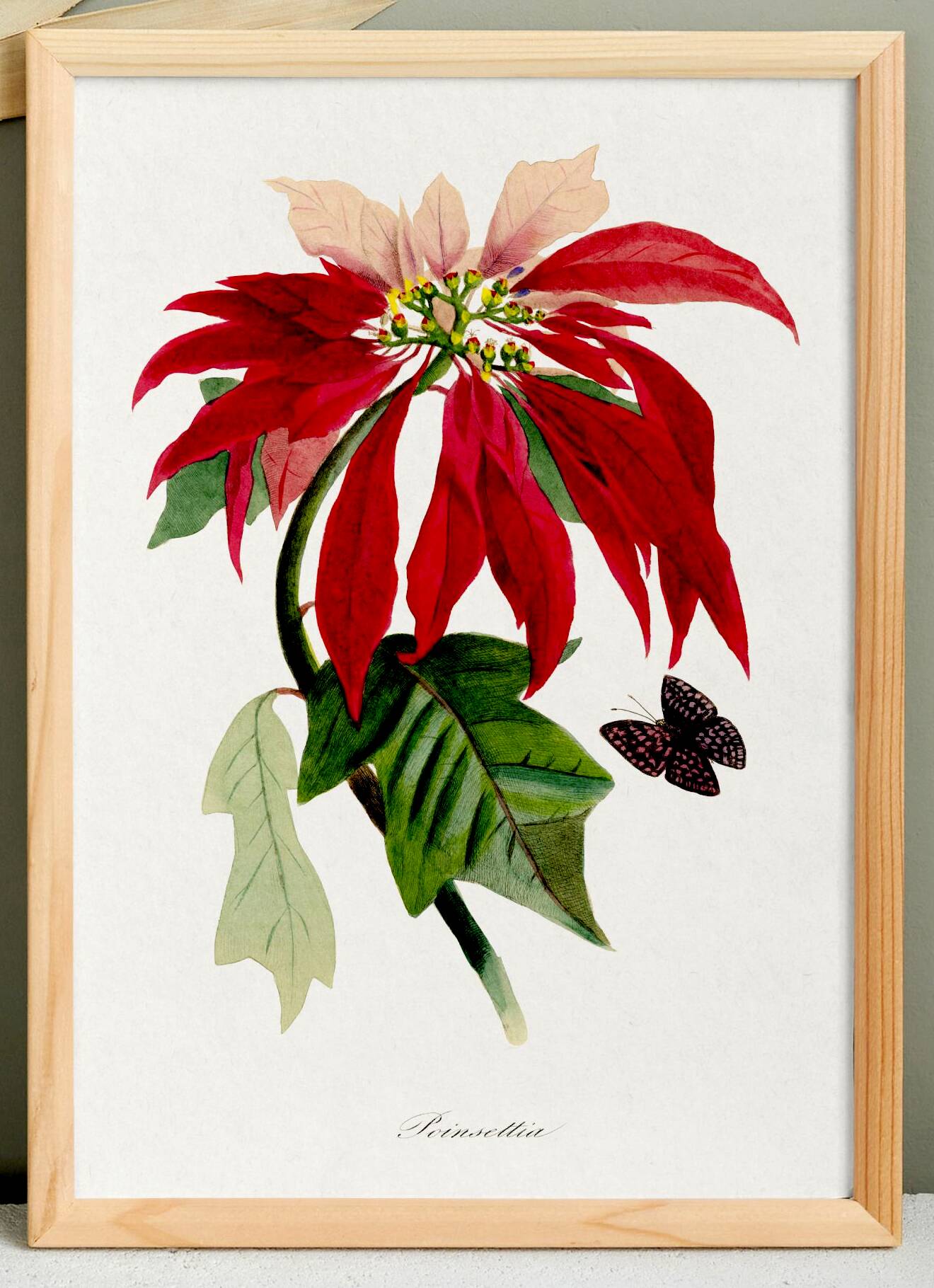 Poster about the Christmas star (Poinsettia, flower), after an engraving