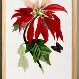 Poster about the Christmas star (Poinsettia, flower), after an engraving