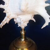 Cabinet of Curiosities 34cm shell on bronze base