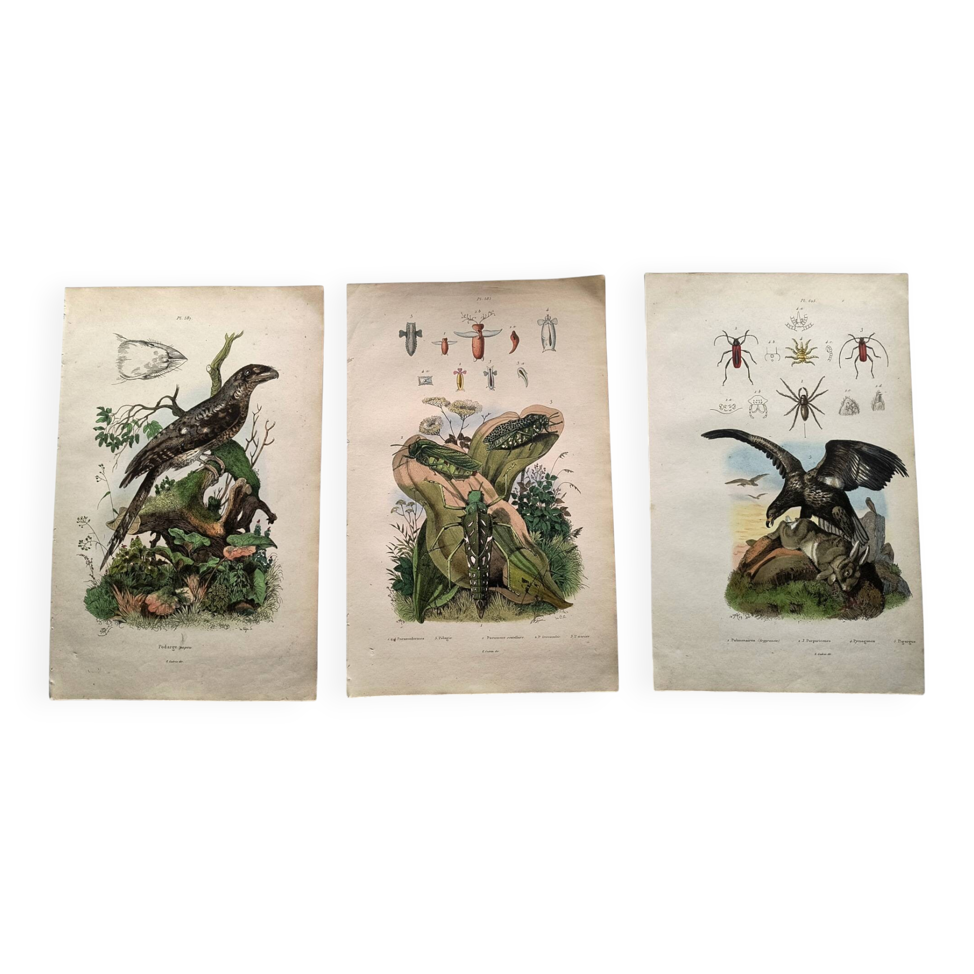 Lot of 3 old engravings from 1839 - Crickets and birds of prey - Colored plates