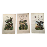 Lot of 3 old engravings from 1839 - Crickets and birds of prey - Colored plates