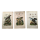 Lot of 3 old engravings from 1839 - Crickets and birds of prey - Colored plates