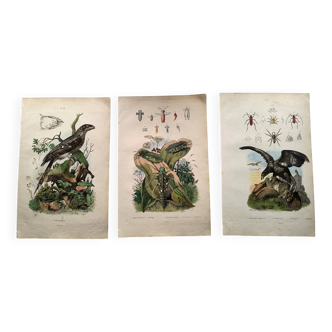 Lot of 3 old engravings from 1839 - Crickets and birds of prey - Colored plates