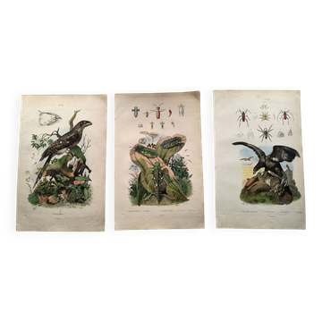 Lot of 3 old engravings from 1839 - Crickets and birds of prey - Colored plates