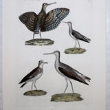 Engraving 4 Birds - Original plate of the "Chalcography of the Louvre" - Plover and Knight