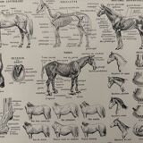 Lithograph of horses - 1930