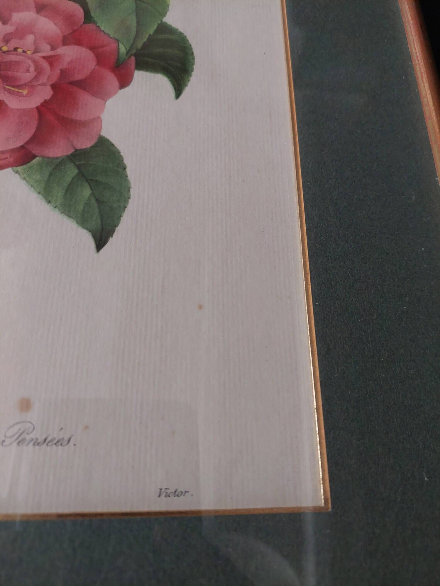 Engraving after Pierre Joseph Redouté engraved by Victor bouquet camellias