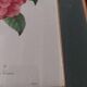 Engraving after Pierre Joseph Redouté engraved by Victor bouquet camellias