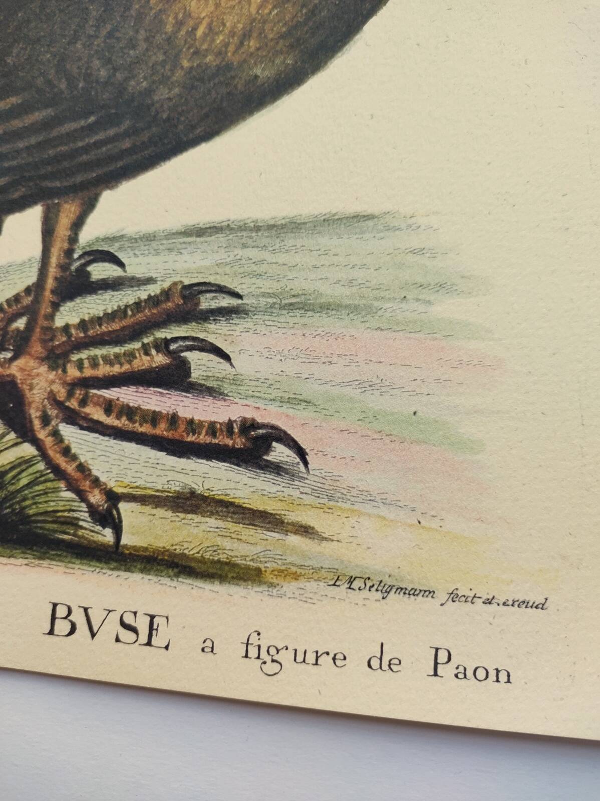 Illustration from 1973 - Peafowl Buzzard - Bird fauna plate