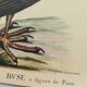 Illustration from 1973 - Peafowl Buzzard - Bird fauna plate